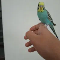 مرغ عشق دستی