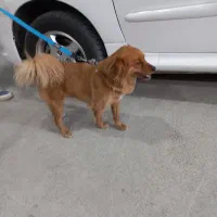 سگ پامر