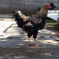 دوعدد جوجه خروس