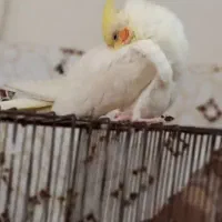 عروس هلندی لوتینو