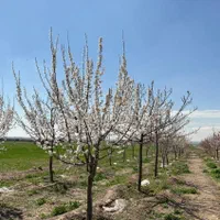 زمین ۵۲۰متری باغی/ملکی با آب وبرق/چکی/خرق|فروش زمین و ملک کلنگی|مشهد, توس (بلوار توس)|دیوار