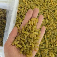 کشمش کاشمر داخل دانشگاه حکیم