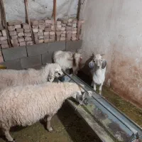 دو تا میش آبستن سنگین // ۲ تا کره نر پاکستانی