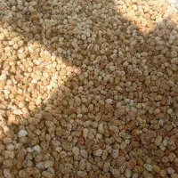 توت خشک درجه یک کردستان .فروش به صورت عمده|عمده‌فروشی|رشت, چله خانه|دیوار