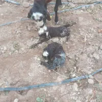 میش‌‌کردی‌آبستن