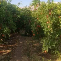 فروش انار شیرین وانار نوبرانه پوست نازک|خوردنی و آشامیدنی|شیراز, قصرالدشت|دیوار