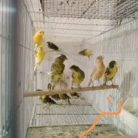 قناری و سره