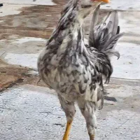 مرغ وخروس گلین