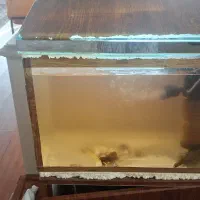 آکواریوم ۳۸ لیتری بهمراه پمپ آب، بخاری و گربه ماهی