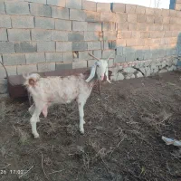 بز استاق|حیوانات مزرعه|بیرجند, |دیوار