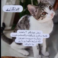 واگذاری رایگان