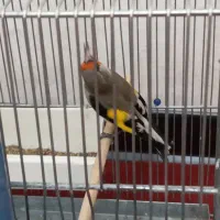 سهره فیروزگوه گل پهن درشت نگ بدن روشن