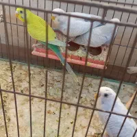 جوجه مرغ عشق|پرنده|اندیمشک, |دیوار