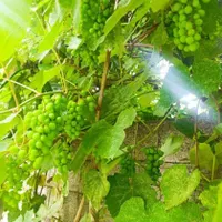 غوره درشت وآبدارو ارگانیک