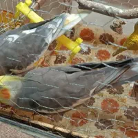 عروس باقفس لوازم کامل 800 تومان|پرنده|لاهیجان, بازکیاگوراب|دیوار