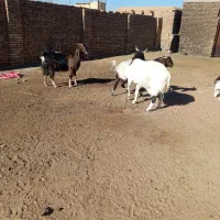 6بز گلابی 4عدد زاییده .2عدد آبستن‌.6عدد بزغاله