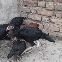 جوجه لاری|حیوانات مزرعه|مینودشت, |دیوار