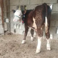 گوساله سیمینتال جنس نر کورمادرزاد