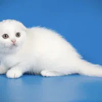 گربه اسکاتیش های زیبا رنگ سفید|گربه|تهران, پونک|دیوار