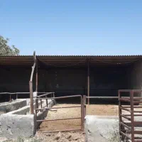 ۱۱۰۰ متر دامداری کارگاه و غیره