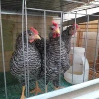 جوجه خروس آمروک و مرندی|حیوانات مزرعه|مشهد, حسابی جنوبی (شهرک غرب)|دیوار