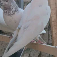 کبوتر|پرنده|معصومیه, |دیوار