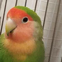 یک دستگاه برزیلی توله سگ و شیطون فک کنم نر هم باشه