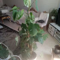 سه تا گل