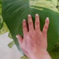 پتوس برگ پهن