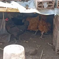 مرغ محلی تخم گذار