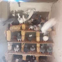 کفتر بمب