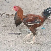 خروس و مرغ تخم گزار