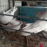 کفتر اراکی|پرنده|شهرضا, |دیوار