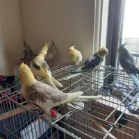 فروش عروس هلندی