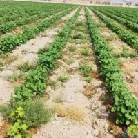 سبزی کار خوب تجربه داره باشه|خدمات باغبانی و درختکاری|لار, |دیوار