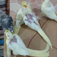 عروس هلندی