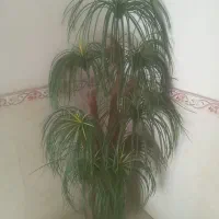 نخل  سبز مرداب