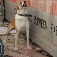 دورگه آلابای و سرابی|سگ|آبسرد, |دیوار