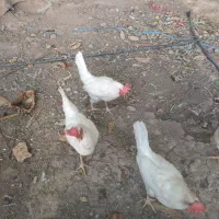 مرغ تخم گذار سفید