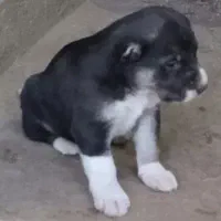 سرابی|سگ|تهران, منیریه|دیوار