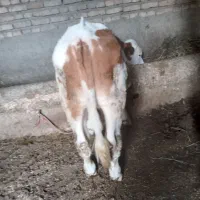 گوساله نر اصل سیمنتال
