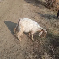 نر پرگوشت|حیوانات مزرعه|میاندوآب, |دیوار