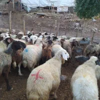 فروش بزوتی بزمیش وشیشک چاق درجه یک|حیوانات مزرعه|خرم‌آباد, |دیوار