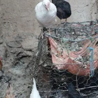 بوقلمون جوان امسال و مرغ لری سر|حیوانات مزرعه|کوهدشت, |دیوار