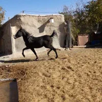 اسب|اسب و تجهیزات اسبسواری|اراک, |دیوار