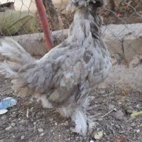 پاپری برهما خروس محلی|حیوانات مزرعه|پاکدشت, پاکدشت (مامازند)|دیوار