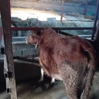 گاو نزدیک به زایمان