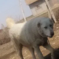 هاریکاخیلی باهوش