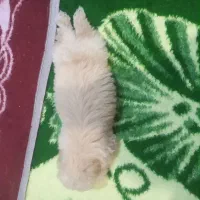 سگ پاکوتا خانگی سیتزو