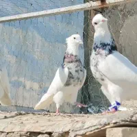 کبوتر طوقی  دهلران|پرنده|ایلام, |دیوار